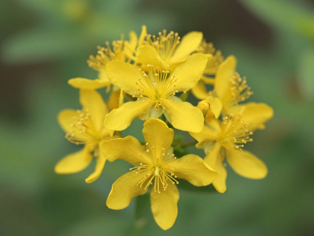 Dziurawiec zwyczajny z charakterystycznymi żółtymi kwiatami