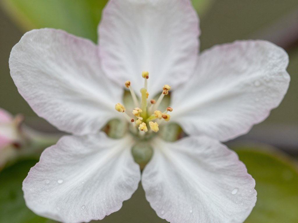Zbliżenie na kwiat jabłoni pokazujące jego budowę